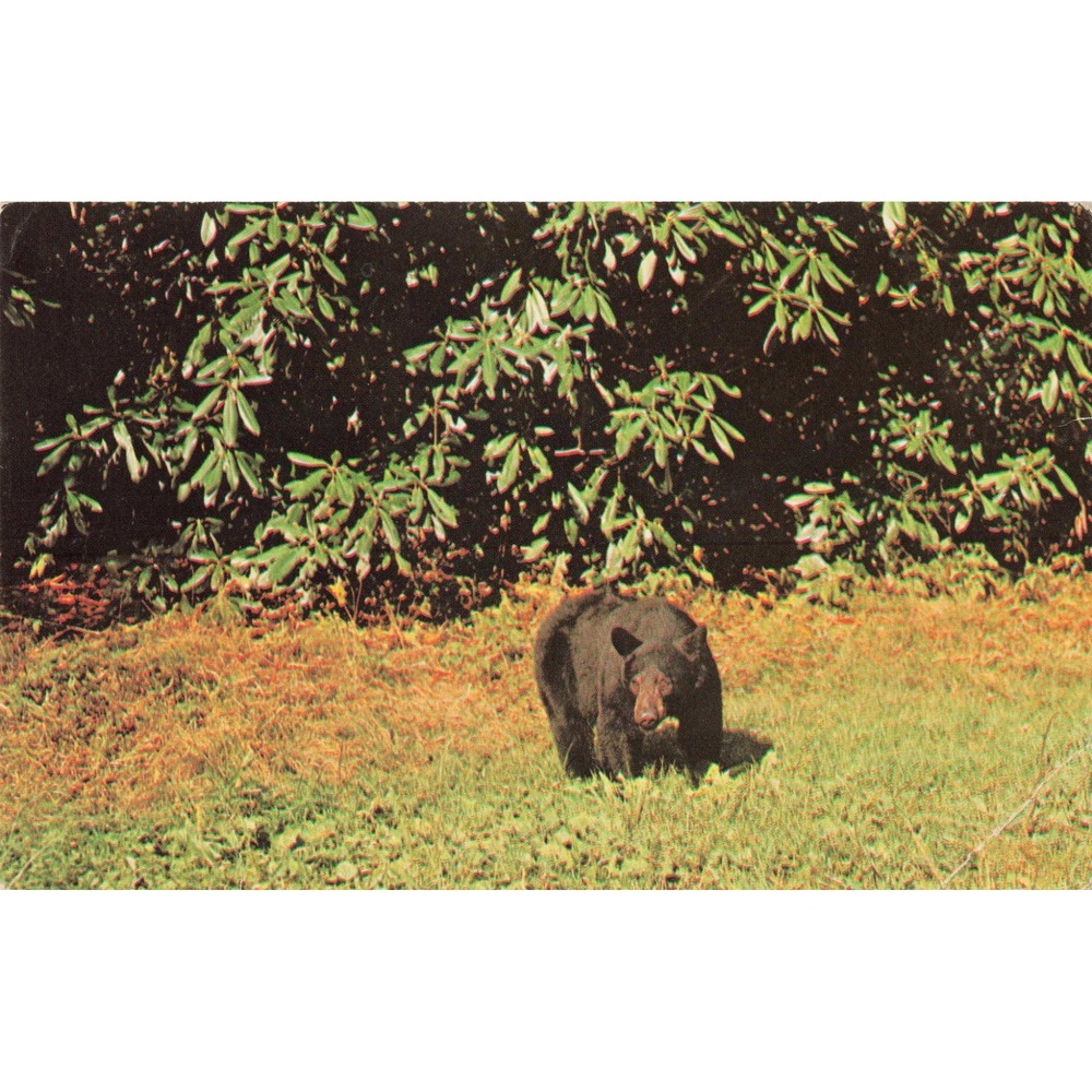 Great Smoky Mountains National Park Black Bear Chrome Postcard Stonecraft 10087D